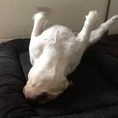 Engelsk bulldog Lilly of The Valley (Lilly)