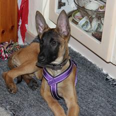 Malinois kira