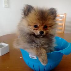 Pomeranian Topsy´s Carla