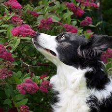 Border collie Daisy - 13 år
