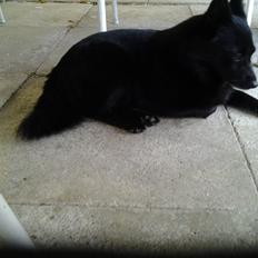 Schipperke Trille