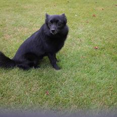 Schipperke Trille