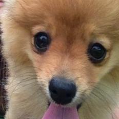 Pomeranian Baby