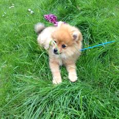 Pomeranian Baby