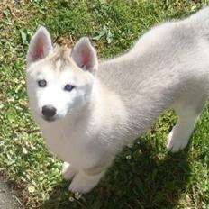 Siberian husky Shelby