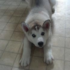 Siberian husky Shelby