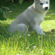 Siberian husky Shelby