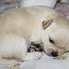 Chihuahua Ravns Miss Money-Penny