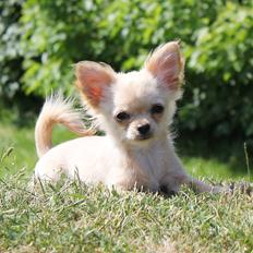 Chihuahua Ravns Miss Money-Penny