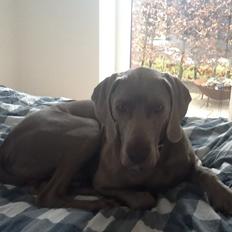 Weimaraner Kato
