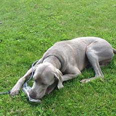Weimaraner Kato