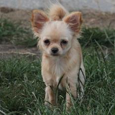 Chihuahua Ravns Miss Money-Penny