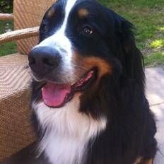 Berner sennenhund Louie