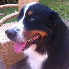 Berner sennenhund Louie