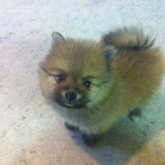 Pomeranian Topsy's Lucky