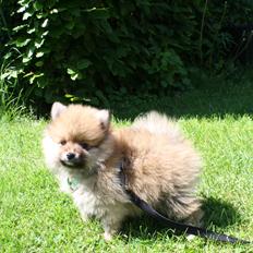 Pomeranian Topsy's Lucky