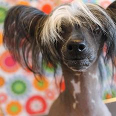 Chinese crested hårløs Akina 