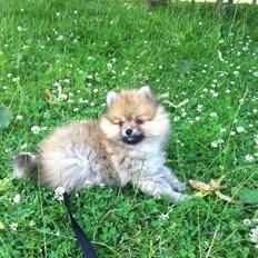 Pomeranian Topsy's Lucky