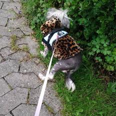 Chinese crested hårløs Dusia