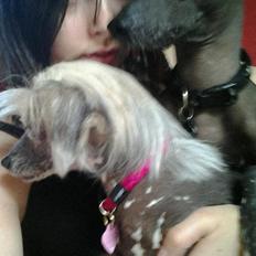 Chinese crested hårløs Dusia