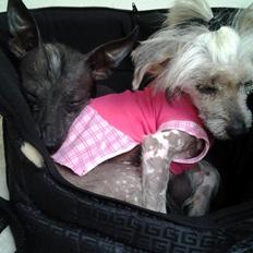 Chinese crested hårløs Dusia