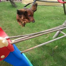 Miniature gravhund Balou