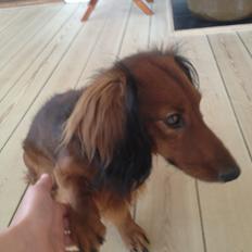 Miniature gravhund Balou