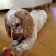 Cocker spaniel Simba