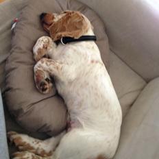 Cocker spaniel Simba