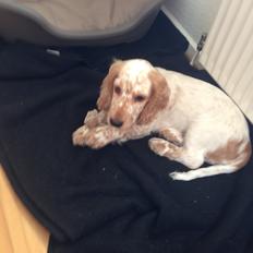 Cocker spaniel Simba