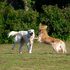 Golden retriever Elvis