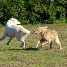 Golden retriever Elvis