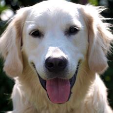 Golden retriever Elvis