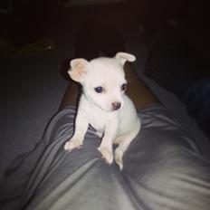 Chihuahua Shiro ("Hvid" på Japansk)