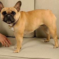 Fransk bulldog Bella
