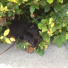 Rottweiler Kakestto's Jake