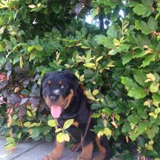 Rottweiler Kakestto's Jake