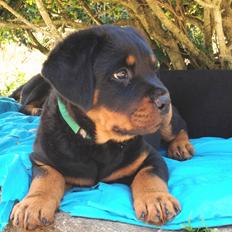 Rottweiler Kakestto's Jake