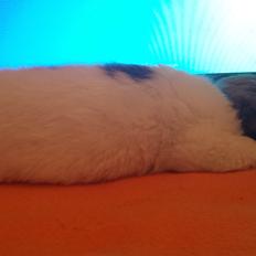 Blanding af racer Depsi R.I.P