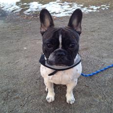 Fransk bulldog Ludvig