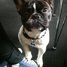 Fransk bulldog Ludvig