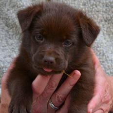 Australsk kelpie Tarrawangas Bingo (Dingo)