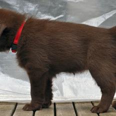 Australsk kelpie Tarrawangas Bingo (Dingo)