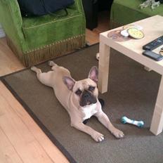 Fransk bulldog Perry