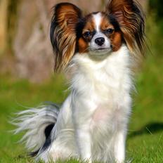Papillon Hexa