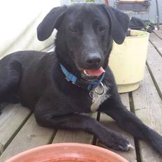 Blanding af racer Kvik 