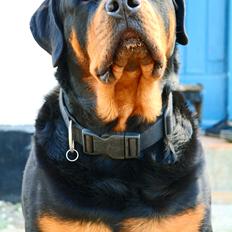 Rottweiler Fafner<3 |Faffe'laffe|<3