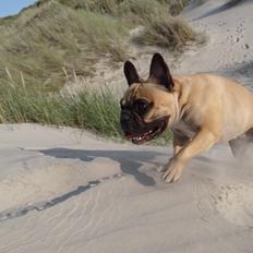 Fransk bulldog Bella