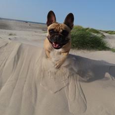 Fransk bulldog Bella