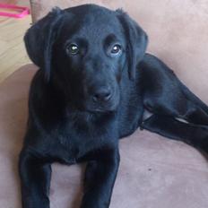 Labrador retriever Sika